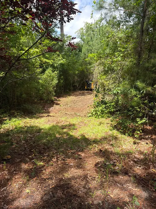 A wooded lot with the undergrowth cleared back beneath the trees