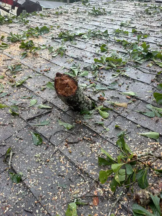 A cut tree limb lying on asphalt shingles covered in leaves and sawdust