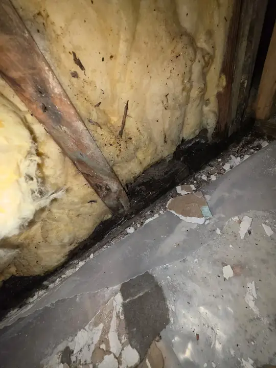 An opened wall with insulation and dark mold along the bottom plate and the floor