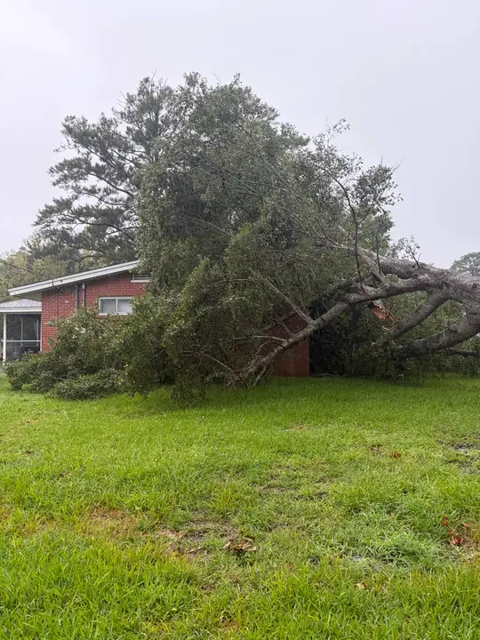 A large tree fallen across the lawn and against a brick house under a grey sky